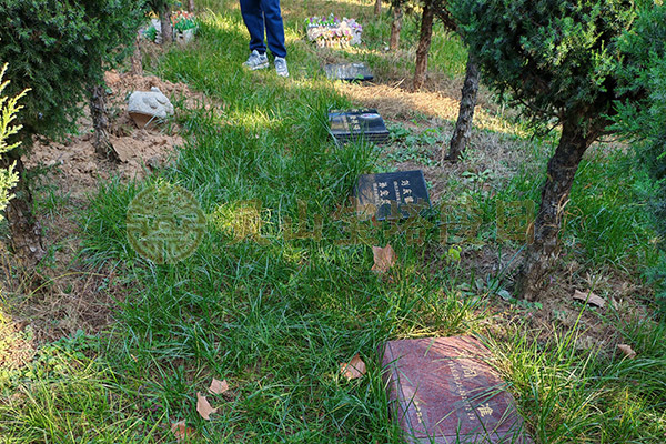 北京陵园树葬是怎么葬的？流程与方式详解