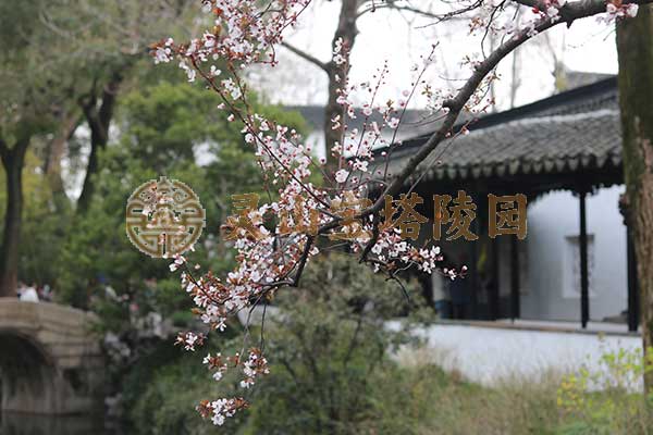 北京灵山宝塔陵园，生命之花在自然中绽放永恒之姿